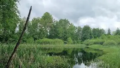 Hochmoor Entenmoos