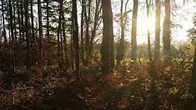 Photo de Hertinger Wald