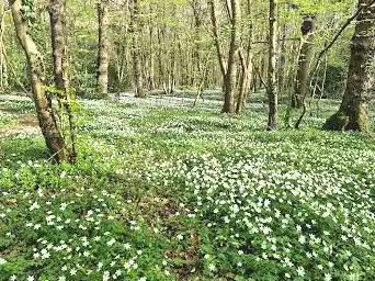 Photo de East Blean Woods