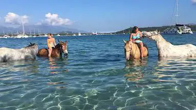 Country Horse