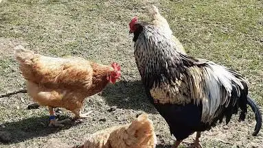 La microferme Kirenet