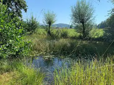 Weiher