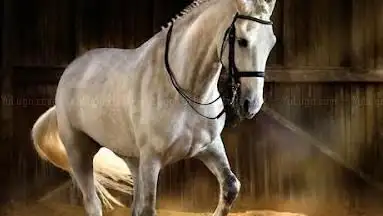 Photo de EQUI JUMP