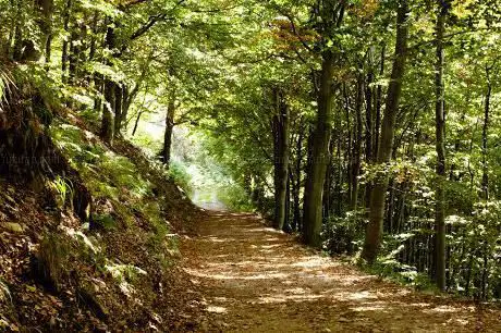 Bosco del Sorriso