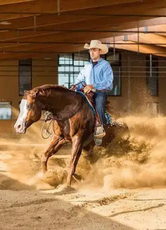 Rabboni Performance Horses