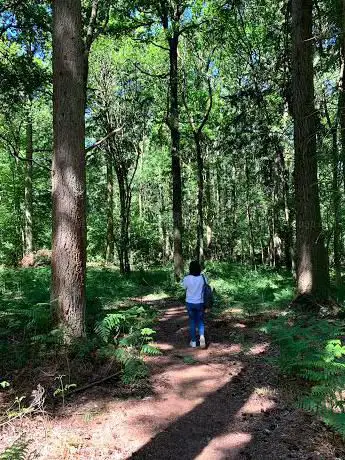Bucknell Wood Abthorpe