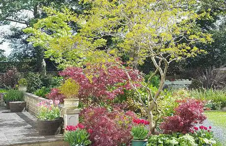 Swansea in Bloom