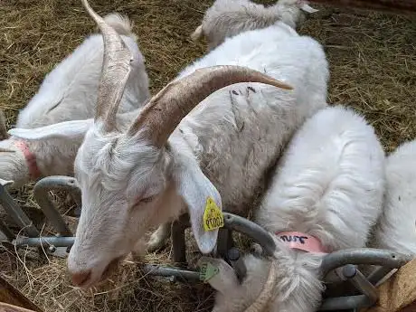 Photo de Chèvrerie des Monts Dore