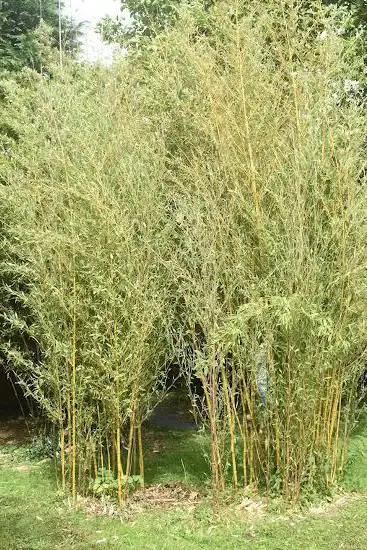 Photo de La Vallée des Bambous