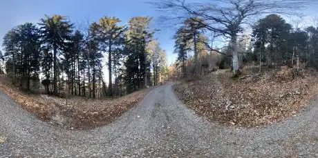Route forestière