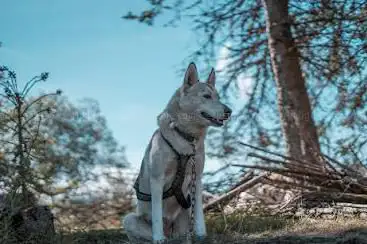 Photo de Nom d'un chien - chien de traineau