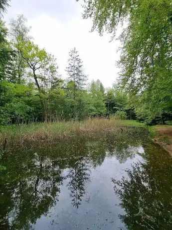 Binsenweiher
