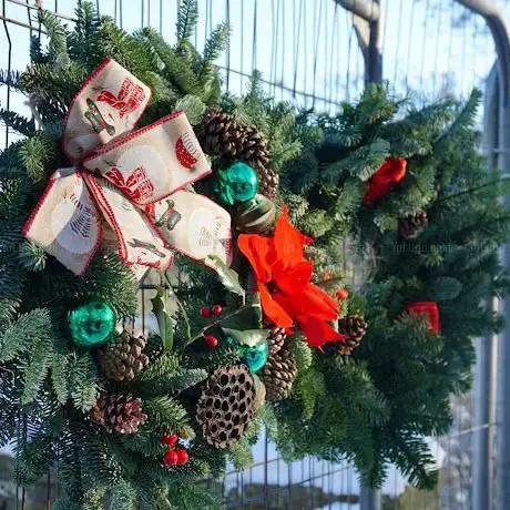Photo de Curleys Christmas Trees