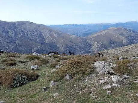 SU RUNCU 'E SU STERTHU