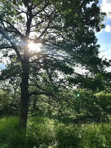 Bännliboden