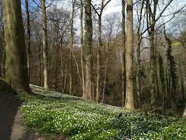 Berchembos