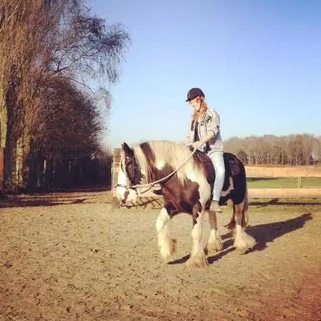 Photo de Emma Temmerman - Grondwerk en Bitloos Paardrijden