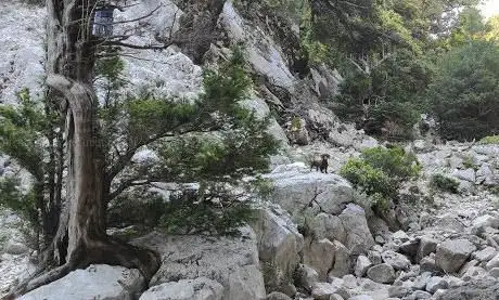 Gorropeddu