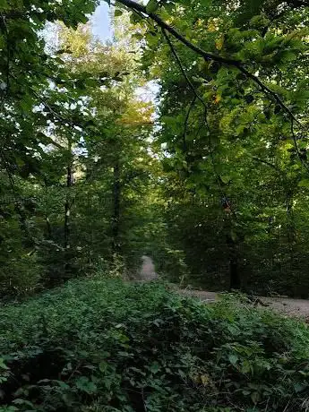 Feuerstelle Guggenbühlwald