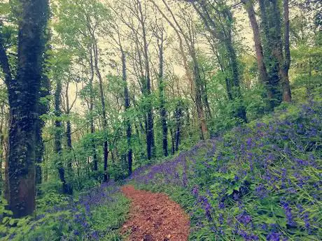 Ystrad Wood