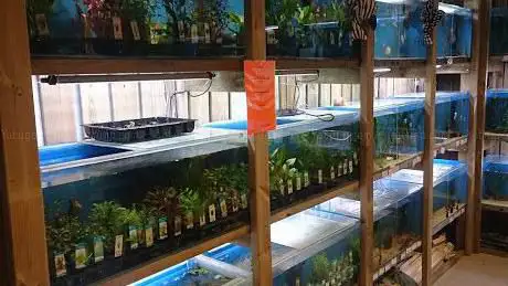Aquariumplantenshop