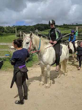 Cornwall Swimming Horses