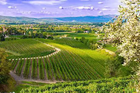 Photo de Sentiero delle Vigne Alte