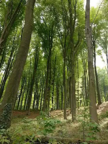 Koppenbergbos