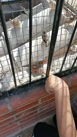 Photo de Gàbia per a aus