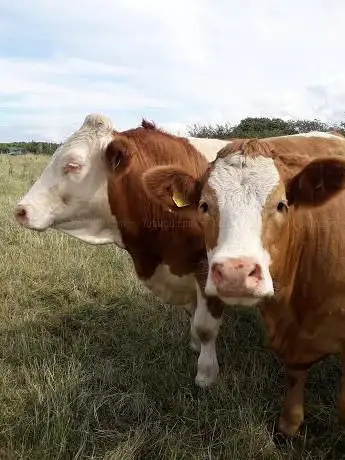 Photo de Hilltown Farmers Attested Sales Co