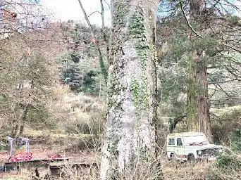 Photo de Sequoia de Rocafiguera