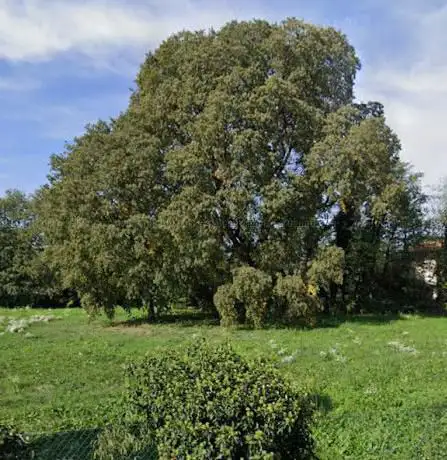 Photo de Bagolaro monumentale