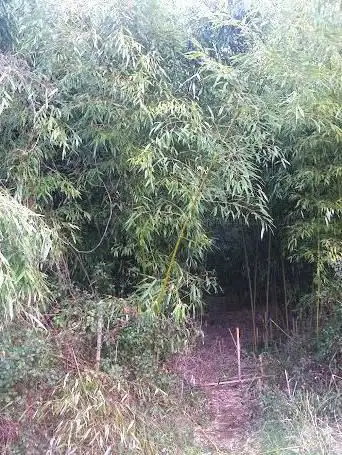 Photo de Bambouseraie
