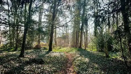 Hautes Futaies Woods