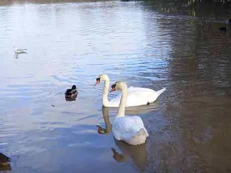Photo de Bedworth Slough