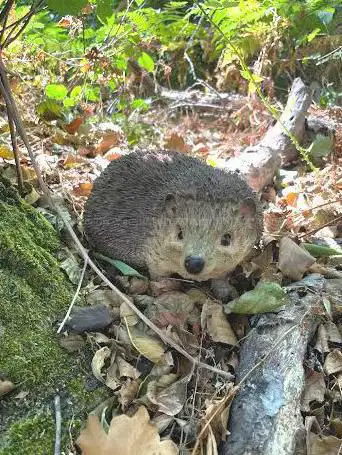 Photo de Eco Parc de la vallée de l'Asco