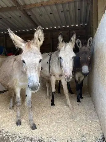 Sidbury Trek Donkeys