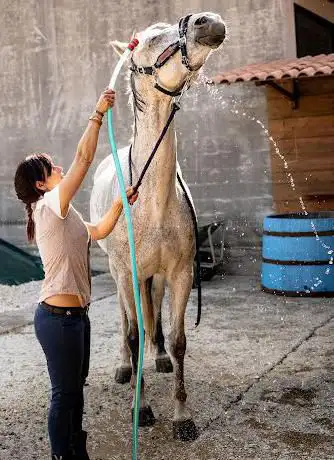 HARMONY HORSE
