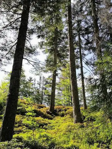 Horbacher Moor