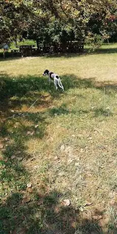 Area pubblica sgambatura cani