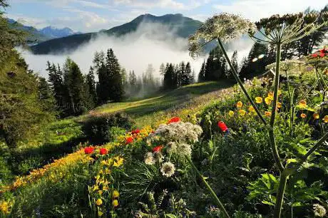 Botanischer Alpengarten 'Alpinum'