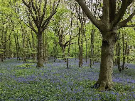 Photo de Arlington Bluebell Walk & Farm Trail