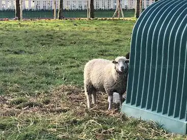 Moutons du parc de la Sourderie