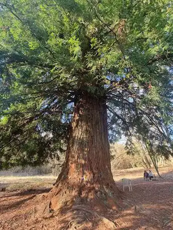 Photo de Grande Sequoia di Chiavazza
