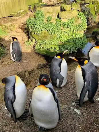Penguins