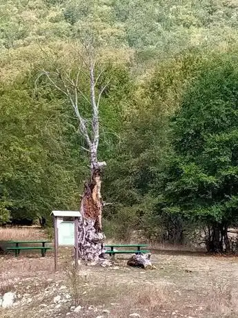 Photo de Foresta della Val Cervara