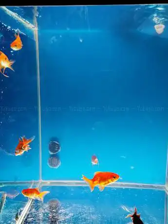 Photo de Acquario Di Caliò Silvana