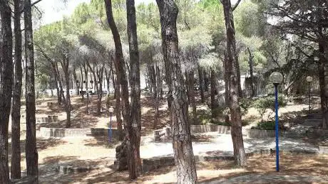 Pineta