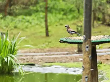 Photo de Bird Hide at The Nature Centre