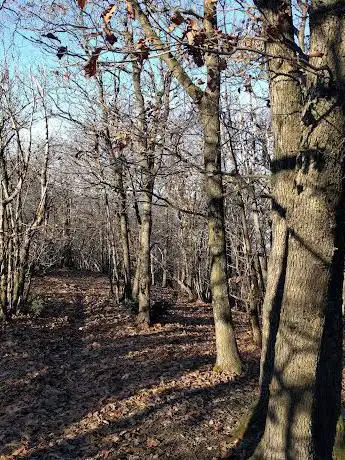 Monte Vendevolo